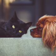 What Is Pet Insurance And How Does It Work
