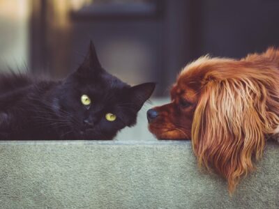 What Is Pet Insurance And How Does It Work